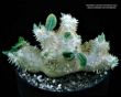 Pachypodium brevicaule